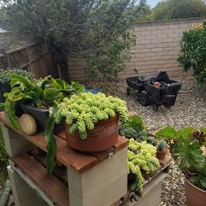 Succulents